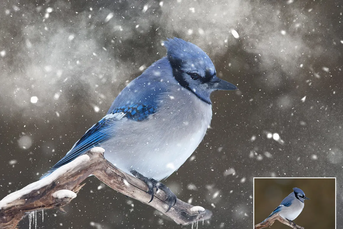 25 Snow Brushes for Photoshop
