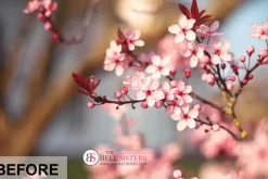 53 Sunflares Photoshop Overlays