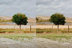 Agfa Precisa 100