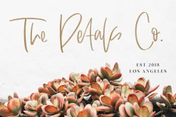 Always - SVG & Solid Script Font