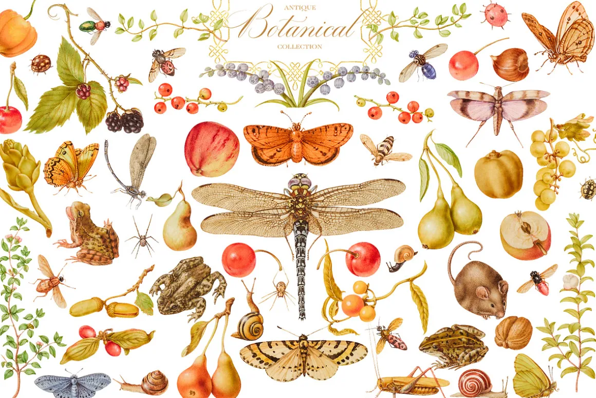 Antique Botanical Floral Collection