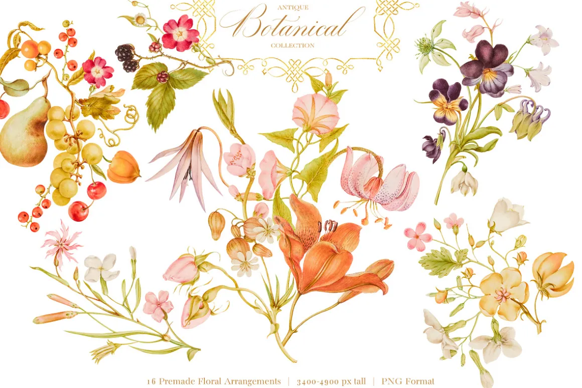 Antique Botanical Floral Collection