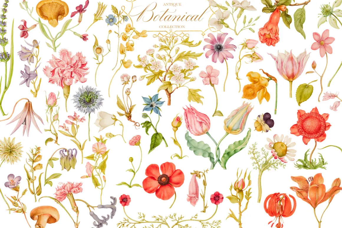 Antique Botanical Floral Collection
