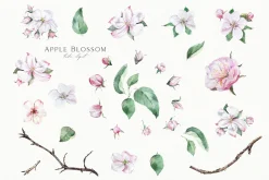 Apple Blossom