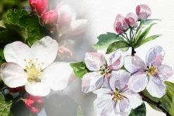 Apple Life Cycle and Clip Arts