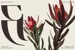 Archer Display - Ligature Serif Font