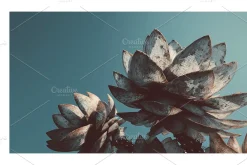 Arid Co · Desert Plantscape