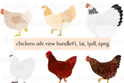 a set of deferent breeds chickens