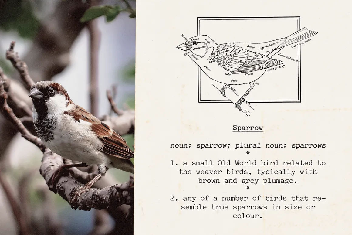 Automatic Typewriter Font and Extras