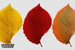 Autumn Leaves