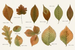 Autumn Leaves Clipart - 59 Images