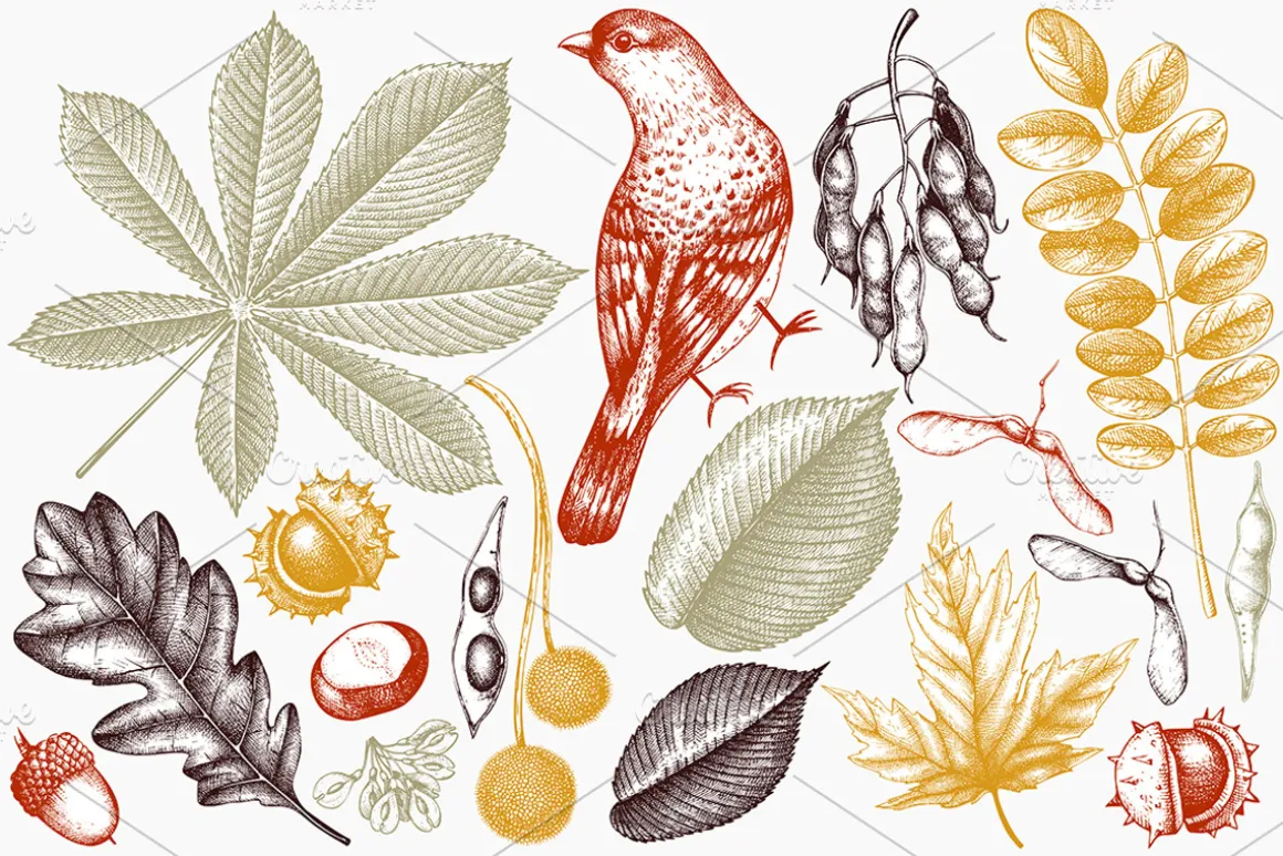 Autumn Leaves Sketches Set