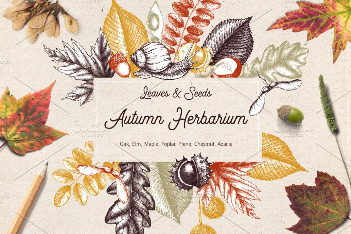 Autumn Leaves Sketches Set