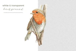 Beautiful Hand-painted Red Robin