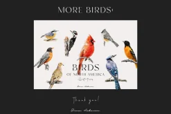 Birds watercolor illustrations set