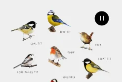 Birds watercolor illustrations set