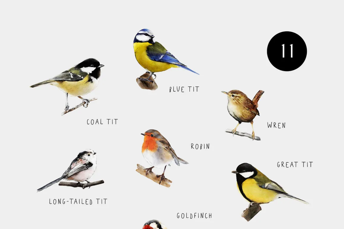 Birds watercolor illustrations set