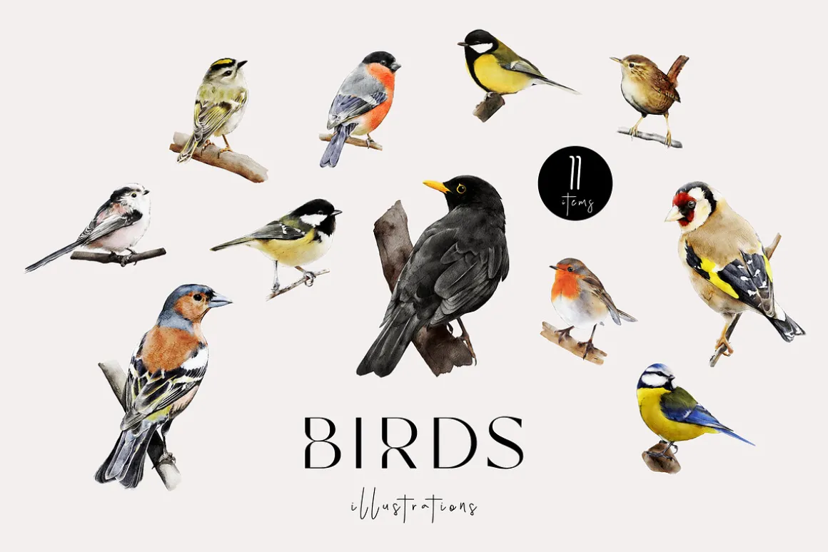 Birds watercolor illustrations set