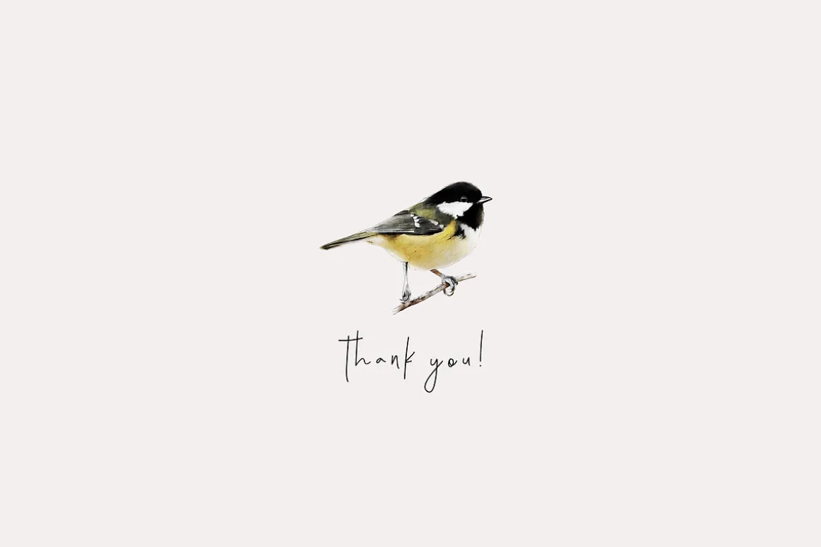 Birds watercolor illustrations set