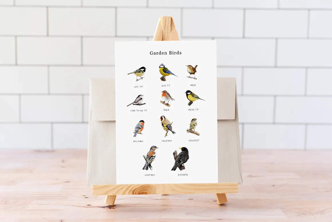 Birds watercolor illustrations set