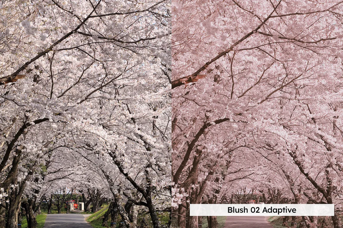 20 Blossom Lightroom Presets and LUT