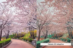20 Blossom Lightroom Presets and LUT