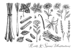Botanical Beauty & Spa Branding Kit