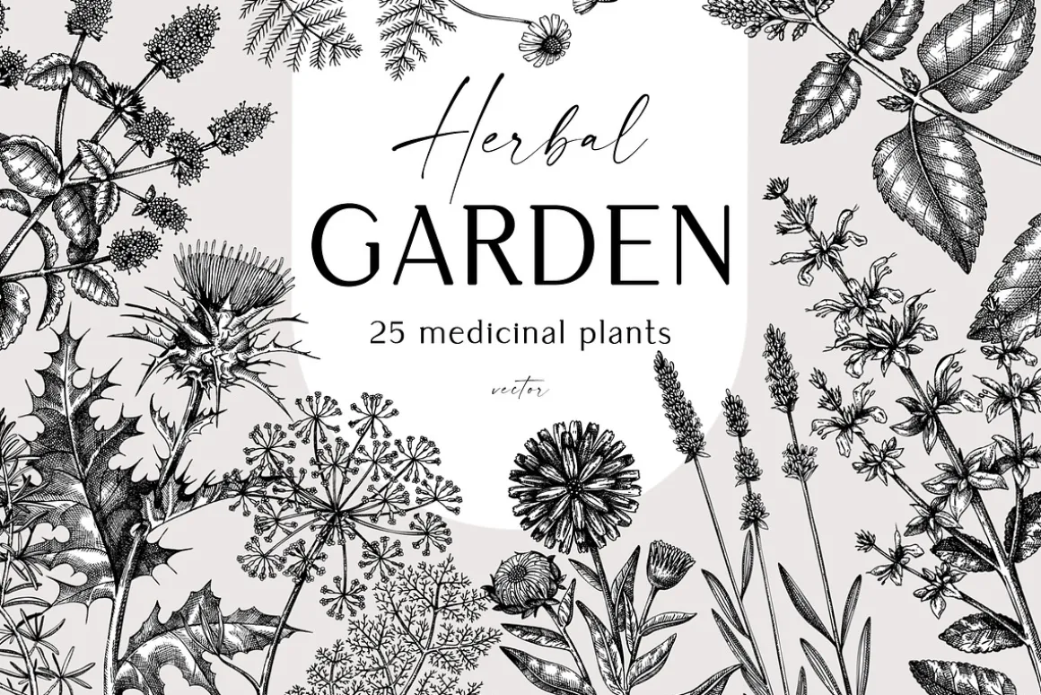 BUNDLE - Herbal Medicine Vectors