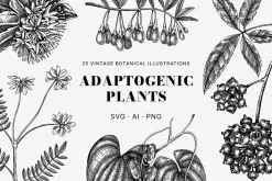 BUNDLE - Herbal Medicine Vectors