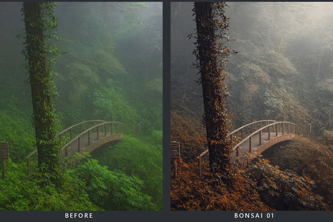 Cedar Lightroom Presets & LUTs