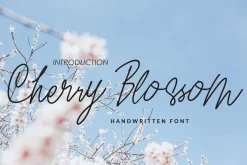 Cherry Blossom