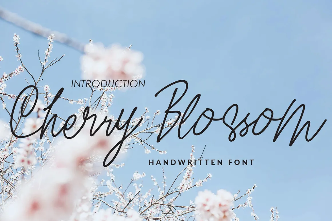 Cherry Blossom