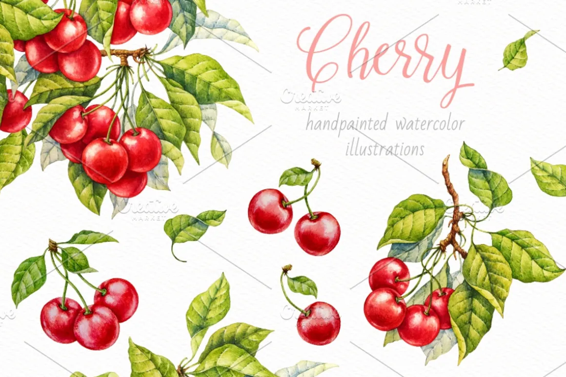 Cherry. Watercolor collection