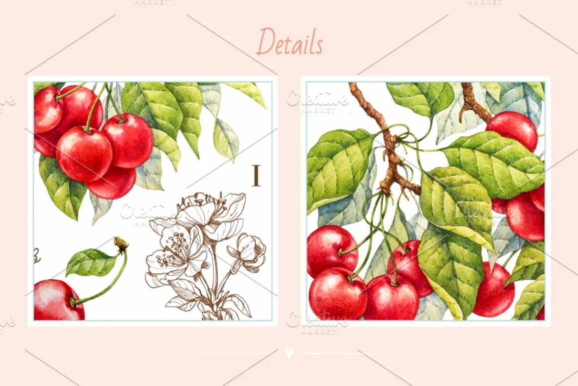 Cherry. Watercolor collection