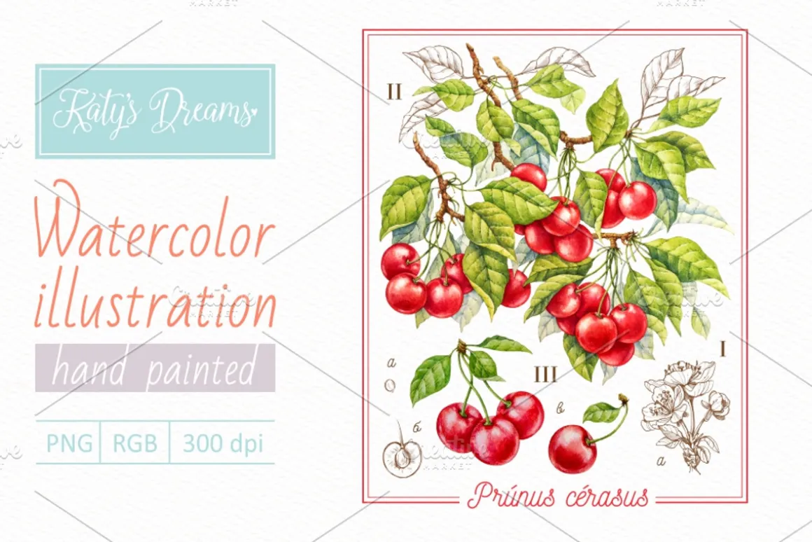 Cherry. Watercolor collection