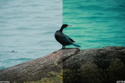 Cinematic Bird Wildlife LR Presets