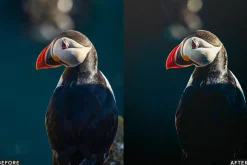Cinematic Bird Wildlife LR Presets