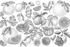 Citrus collection
