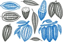Cocoa Vector Collection#2
