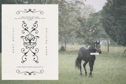 100 Coquette Lines Collection