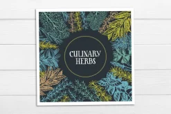Culinary Herbs Vector Collection