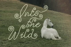Curly Story Cute Script Font