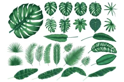 Detailed tropical leaves
