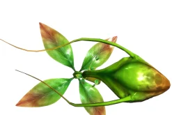 3DFoin - Elongata
