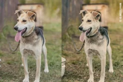 Documentary Lightroom Presets & LUTs