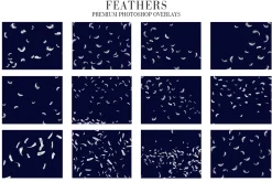 Feathers Overlays Photoshop