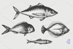 Fish Vector Collection