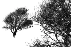 Foliage brush set