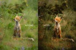 FOLKFILM - Lightroom Presets Pack
