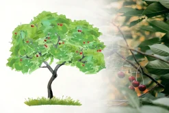 Four Seasons Clip Art Set